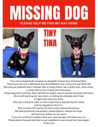 Lost Female Dog last seen S Iowa Ave and 49th SW, Campion, CO 80537