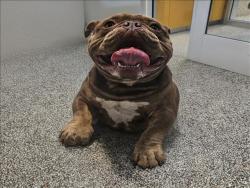 Shelter Stray Male Dog last seen , 3201 Lacy St, Los Angeles, CA 90031, USA