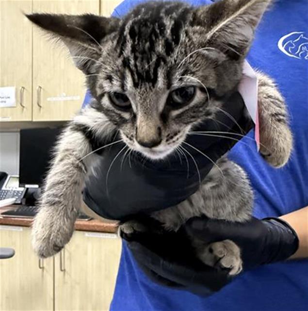 Shelter Stray Female Cat last seen , 600 Aviation Dr, Camarillo, CA 93010, USA