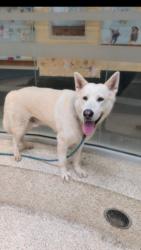 Shelter Stray Male Dog last seen , 3201 Lacy St, Los Angeles, CA 90031, USA