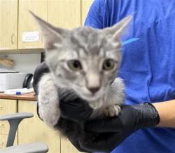 Shelter Stray Male Cat last seen , 600 Aviation Dr, Camarillo, CA 93010, USA