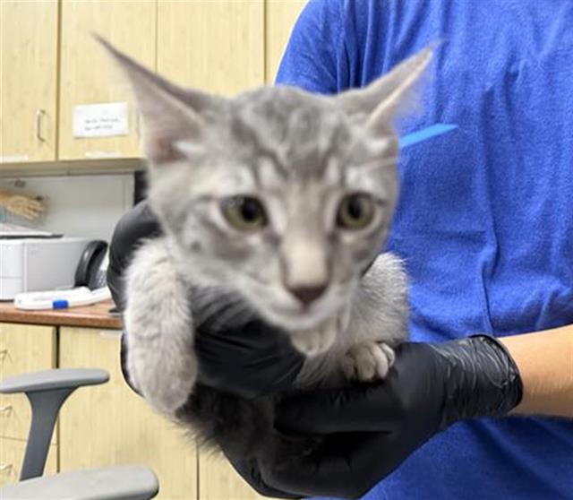 Shelter Stray Male Cat last seen , 600 Aviation Dr, Camarillo, CA 93010, USA