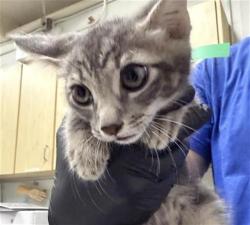 Shelter Stray Male Cat last seen , 600 Aviation Dr, Camarillo, CA 93010, USA
