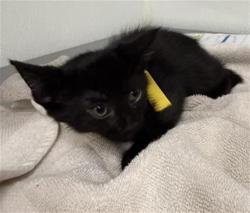 Shelter Stray Female Cat last seen , 600 Aviation Dr, Camarillo, CA 93010, USA