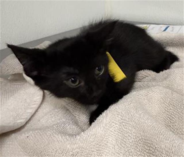 Shelter Stray Female Cat last seen , 600 Aviation Dr, Camarillo, CA 93010, USA