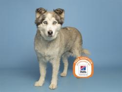 Shelter Stray Female Dog last seen Near BLOCK W INDIAN SCHOOL, 5501 E Van Buren St, Phoenix, AZ 85008, USA