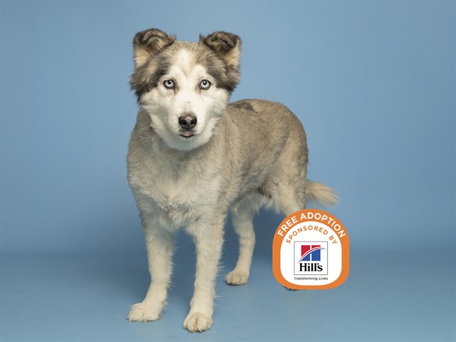 Shelter Stray Female Dog last seen Near BLOCK W INDIAN SCHOOL, 5501 E Van Buren St, Phoenix, AZ 85008, USA