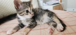 Shelter Stray Female Cat last seen CHARLOTTE, 8315 Byrum Dr, Charlotte, NC 28217, USA