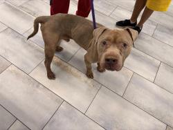 Shelter Stray Male Dog last seen CHARLOTTE, 8315 Byrum Dr, Charlotte, NC 28217, USA