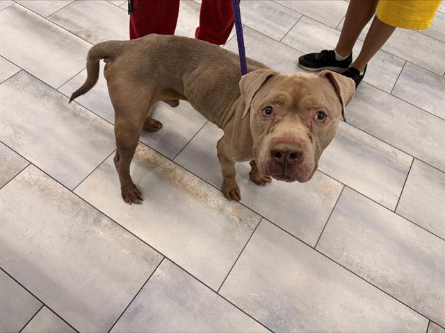 Shelter Stray Male Dog last seen CHARLOTTE, 8315 Byrum Dr, Charlotte, NC 28217, USA