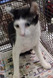 Shelter Stray Female Cat last seen , 1850 W 60th St, Los Angeles, CA 90047, USA
