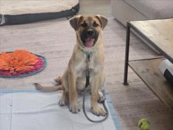 Shelter Stray Male Dog last seen Near BLOCK ZEPOL RD SANTA FE SANTA FE COUNTY NM 87507, 100 Caja Del Rio Rd, Santa Fe, NM 87507, USA