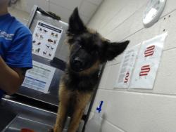 Shelter Stray Male Dog last seen Near BLOCK MADISON DR, HOPE MILLS NC 28348, 4704 Corporation Dr, Fayetteville, NC 28306, USA