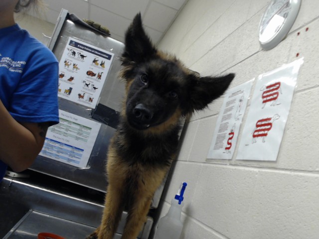 Shelter Stray Male Dog last seen Near BLOCK MADISON DR, HOPE MILLS NC 28348, 4704 Corporation Dr, Fayetteville, NC 28306, USA