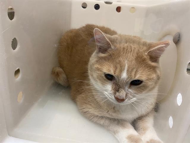Shelter Stray Male Cat last seen SOMEWHERE ON LINCOLN, 3839 W Burnham St, West Milwaukee, WI 53215, USA