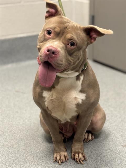Shelter Stray Female Dog last seen Near, 2600 S Harding St, Indianapolis, IN 46221, USA