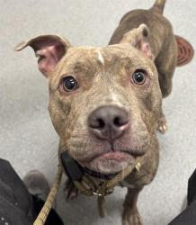Shelter Stray Female Dog last seen Near, 2600 S Harding St, Indianapolis, IN 46221, USA