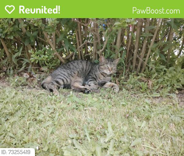 Reunited Female Cat last seen Ash st, Scranton, PA 18510