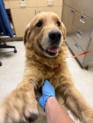 Shelter Stray Male Dog last seen Near BLOCK IDYLLWILD LN, RIVERSIDE CA 92503, 6851 Van Buren Boulevard, Jurupa Valley, CA 92509, USA