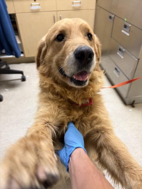 Shelter Stray Male Dog last seen Near BLOCK IDYLLWILD LN, RIVERSIDE CA 92503, 6851 Van Buren Boulevard, Jurupa Valley, CA 92509, USA