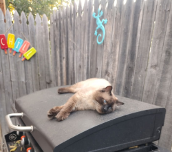 Reunited Male Cat last seen Federal and Alameda, Denver, CO 80219