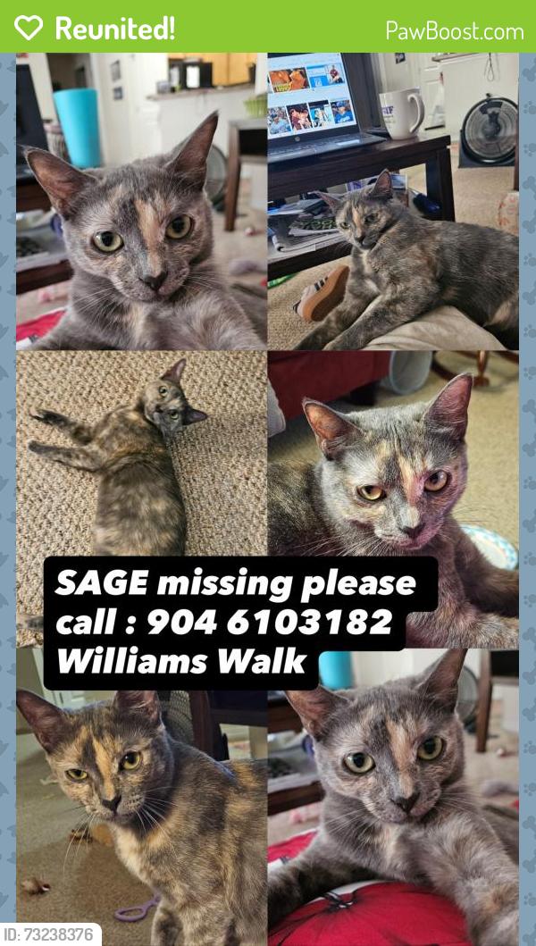 Reunited Female Cat last seen Near Bartram Park Blvd. 32258, Jacksonville, FL 32258
