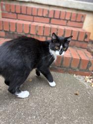 Found/Stray Unknown Cat last seen Auburn public library, Auburn, AL 36830