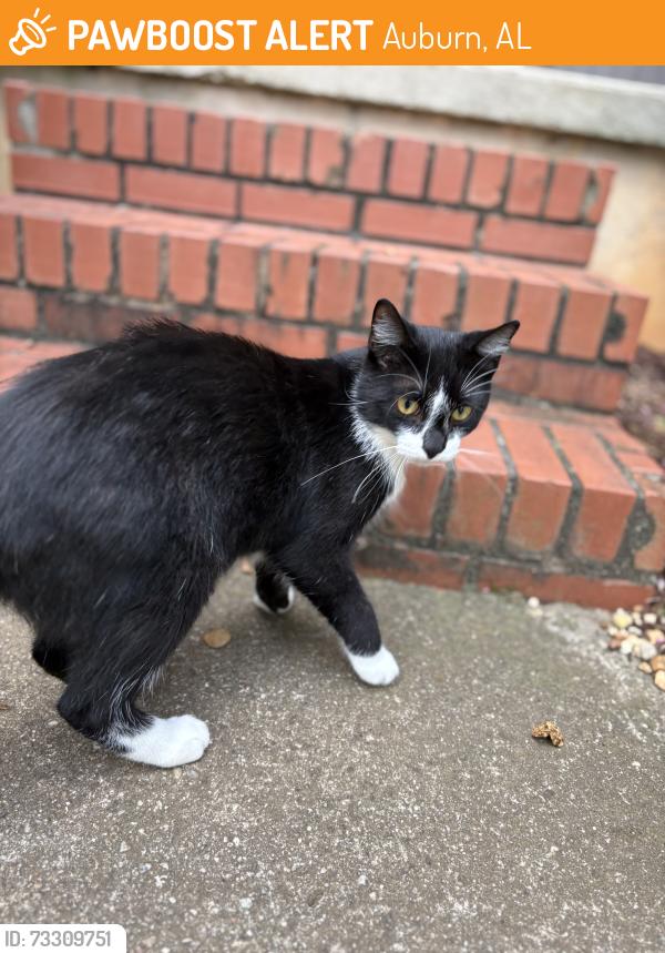 Found/Stray Unknown Cat last seen Auburn public library, Auburn, AL 36830