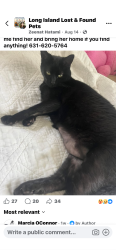Lost Female Cat last seen Smith la, Centereach, NY 11755
