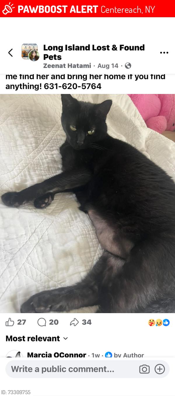 Lost Female Cat last seen Smith la, Centereach, NY 11755