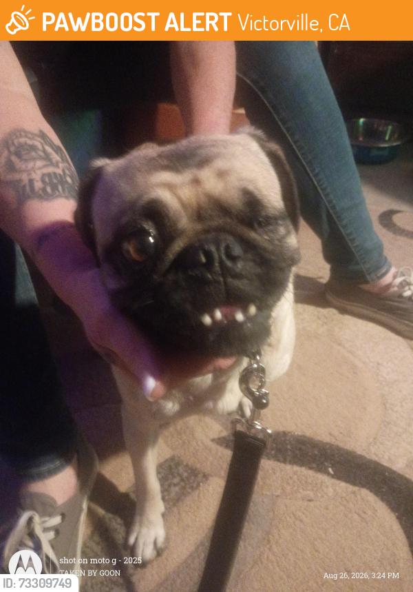Found/Stray Female Dog last seen Fifth and Bear Valley, Victorville, CA 92395