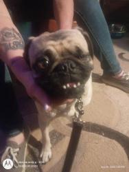Found/Stray Female Dog last seen Fifth and Bear Valley, Victorville, CA 92395