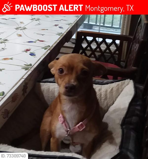 Found/Stray Female Dog last seen Bentwater, Montgomery, TX 77356
