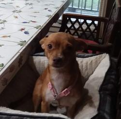 Found/Stray Female Dog last seen Bentwater, Montgomery, TX 77356