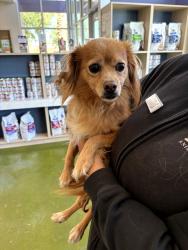 Found/Stray Male Dog last seen Luminaries Point & Elkhorn, North Las Vegas, NV 89084