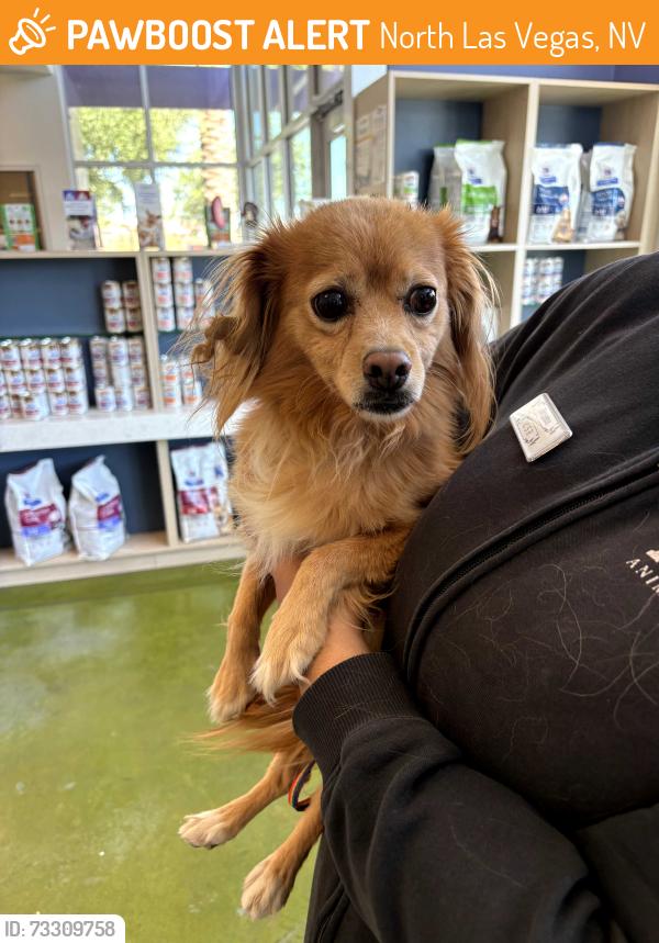Found/Stray Male Dog last seen Luminaries Point & Elkhorn, North Las Vegas, NV 89084