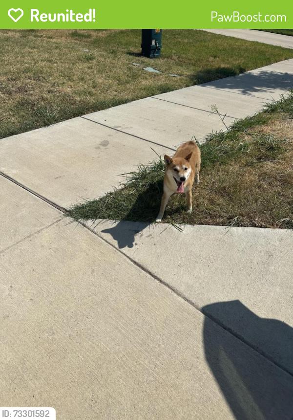 Reunited Female Dog last seen Chesapeake and Brontë, Kaufman County, TX 75114