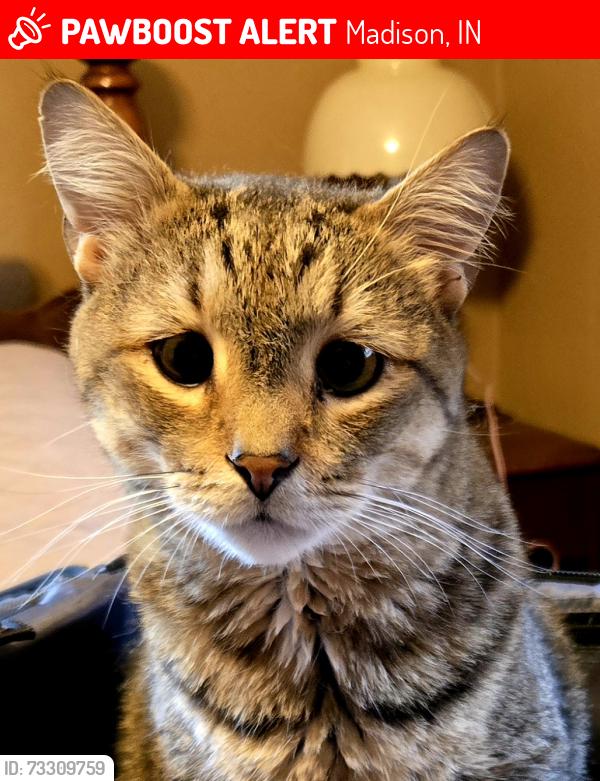Lost Male Cat last seen Duffy Ave and Lanier Dr., Madison, IN 47250