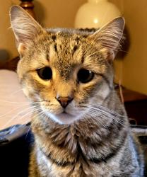 Lost Male Cat last seen Duffy Ave and Lanier Dr., Madison, IN 47250