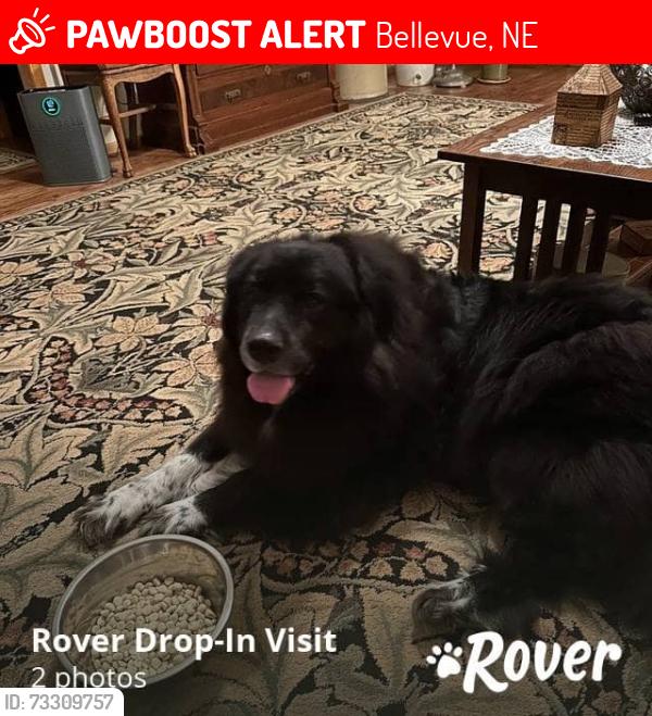 Lost Female Dog last seen Maass and Lakeside Drive, Bellevue, NE 68133