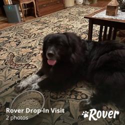 Lost Female Dog last seen Maass and Lakeside Drive, Bellevue, NE 68133