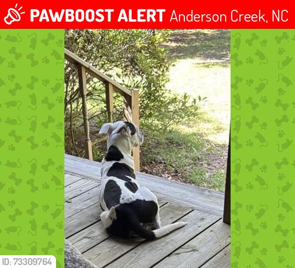 Lost Female Dog last seen Highgrove at Anderson creek neighborhood, Anderson Creek, NC 28390