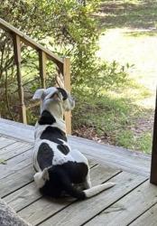 Lost Female Dog last seen Highgrove at Anderson creek neighborhood, Anderson Creek, NC 28390