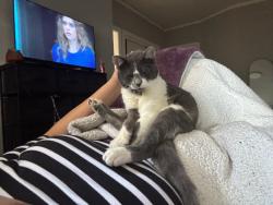Lost Male Cat last seen Vallejo st, Oakland, CA 94608
