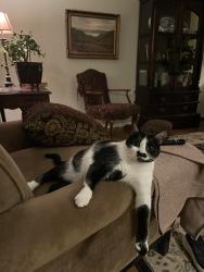 Reunited Female Cat last seen Near MST NE, Auburn, WA 98002