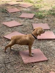 Reunited Male Dog last seen Peirson rd, Pearl, MS 39208
