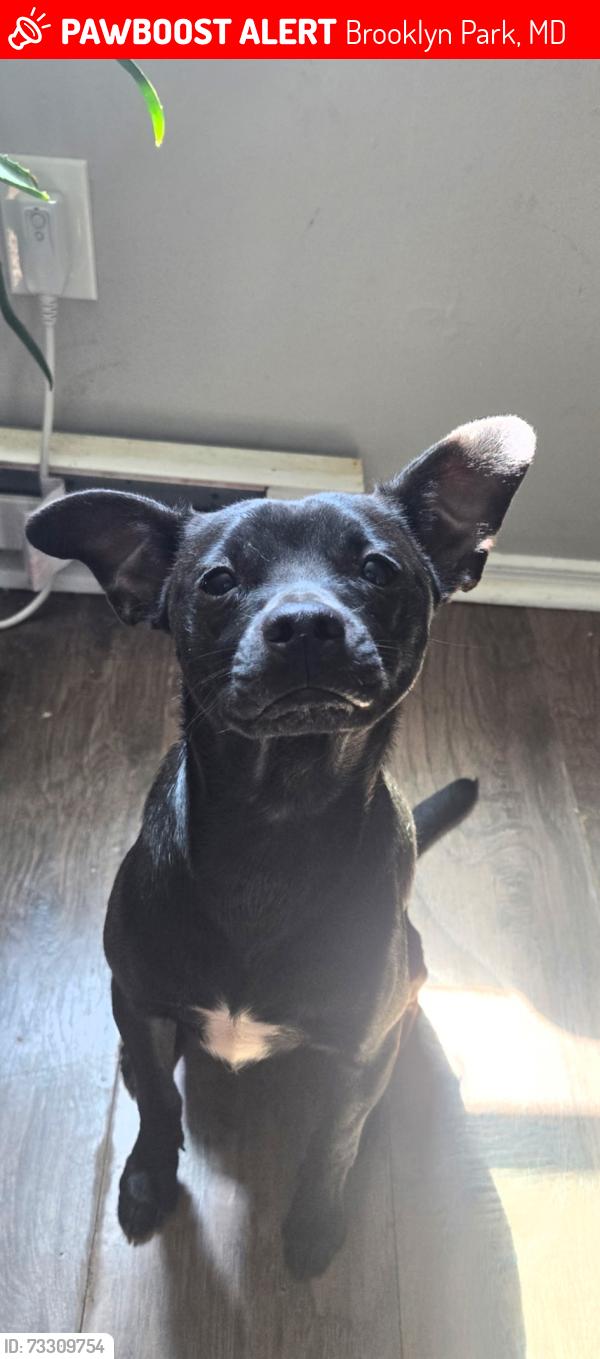 Lost Male Dog last seen Doris Avenue y Audrey Avenue, Brooklyn Park, MD 21225