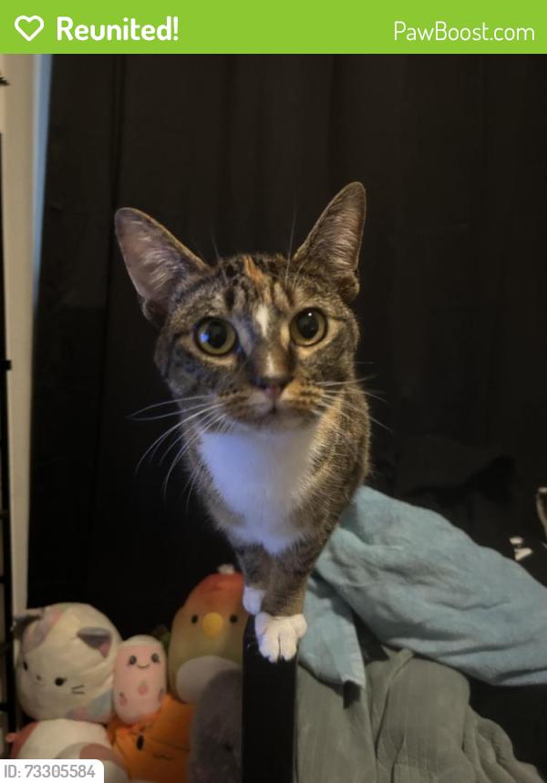 Reunited Female Cat last seen 185th Ave, Portland, OR 97233