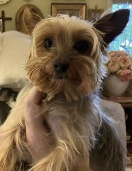 Reunited Male Dog last seen 11th ave., Sacramento, CA 95820