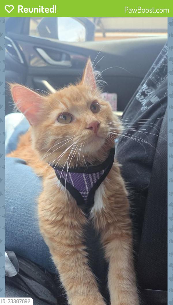 Reunited Male Cat last seen Near S Flower St, Santa Ana, CA 92707, USA, Santa Ana, CA 92707
